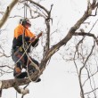 Services_treeremoval_1