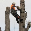 Services_treeremoval_4
